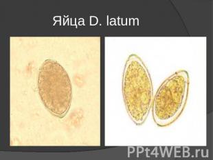 Яйца D. latum