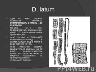 D. latum один из самых крупных паразитов человека, достигающий в длину 10 м и бо