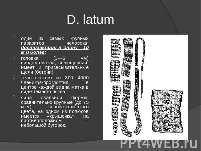 D. latum один из самых крупных паразитов человека, достигающий в длину 10 м и более;головка (3—5 мм) продолговатая, сплющенная, имеет 2 присасывательные щели (ботрии); тело состоит из 300—4000 члеников-проглоттид, в центре каждой видна матка в виде …