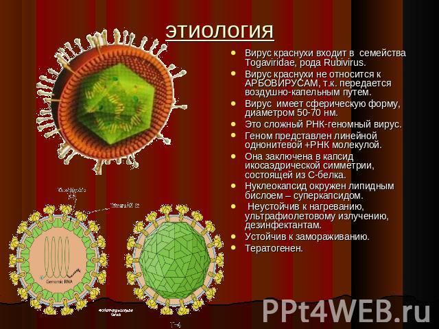 этиология Вирус краснухи входит в семейства Togaviridae, рода Rubivirus.Вирус краснухи не относится к АРБОВИРУСАМ, т.к. передается воздушно-капельным путем.Вирус имеет сферическую форму, диаметром 50-70 нм.Это сложный РНК-геномный вирус.Геном предст…