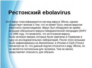 Рестонский ebolavirus Этот вирус классифицируется как вид вируса Эбола, однако с