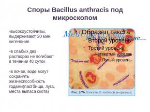 Споры Вacillus anthracis под микроскопом -высокоустойчивы, выдерживают 30 мин ки