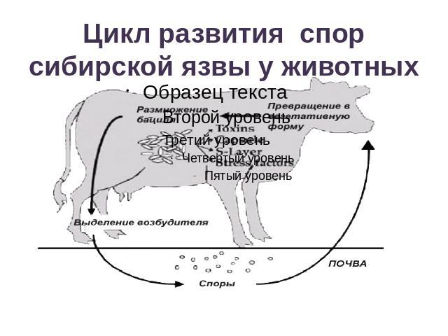 Цикл развития спор сибирской язвы у животных