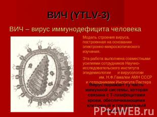 ВИЧ (YTLV-3) ВИЧ – вирус иммунодефицита человека Модель строения вируса, построе