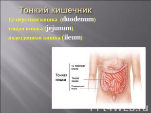 Тонкий кишечник 12-перстная кишка (duodenum) тощая кишка (jejunum) подвздошная к