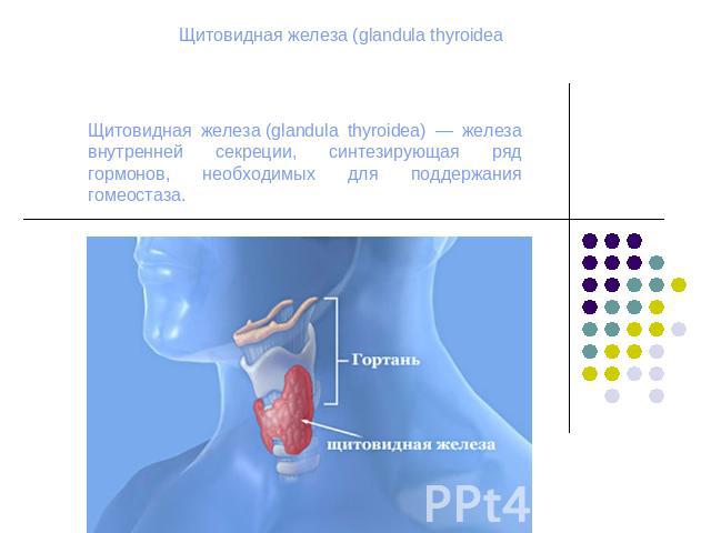 Щитовидная железа (glandula thyroidea Щитовидная железа (glandula thyroidea) — железа внутренней секреции, синтезирующая ряд гормонов, необходимых для поддержания гомеостаза.