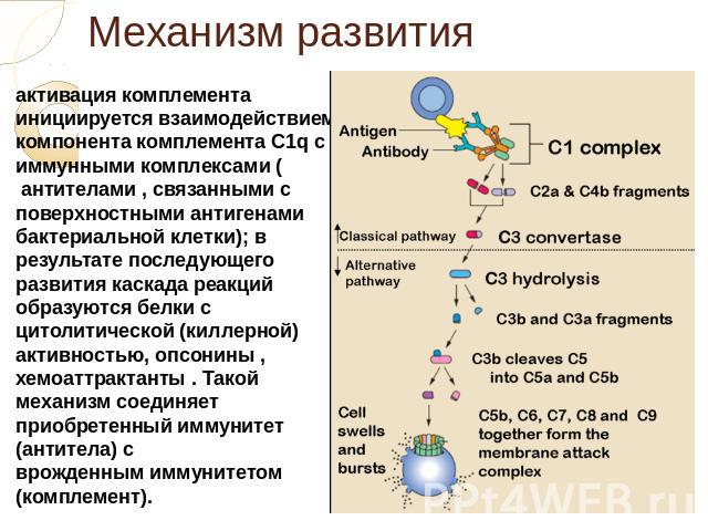 Механизм развития активация комплемента инициируется взаимодействием компонента комплемента С1q с иммунными комплексами ( антителами , связанными с поверхностными антигенами бактериальной клетки); в результате последующего развития каскада реакций о…