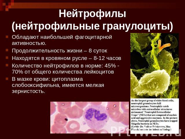 Нейтрофилы(нейтрофильные гранулоциты) Обладают наибольшей фагоцитарной активностью.Продолжительность жизни – 8 сутокНаходятся в кровяном русле – 8-12 часовКоличество нейтрофилов в норме: 45% - 70% от общего количества лейкоцитовВ мазке крови: цитопл…