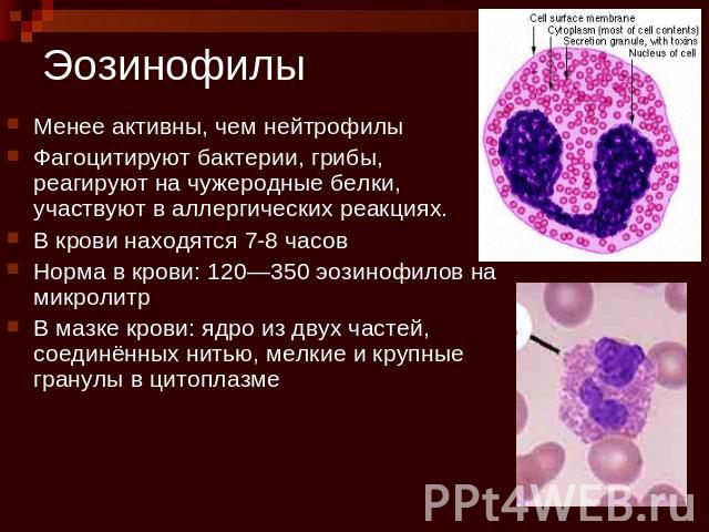 Эозинофилы Менее активны, чем нейтрофилыФагоцитируют бактерии, грибы, реагируют на чужеродные белки, участвуют в аллергических реакциях.В крови находятся 7-8 часовНорма в крови: 120—350 эозинофилов на микролитрВ мазке крови: ядро из двух частей, сое…
