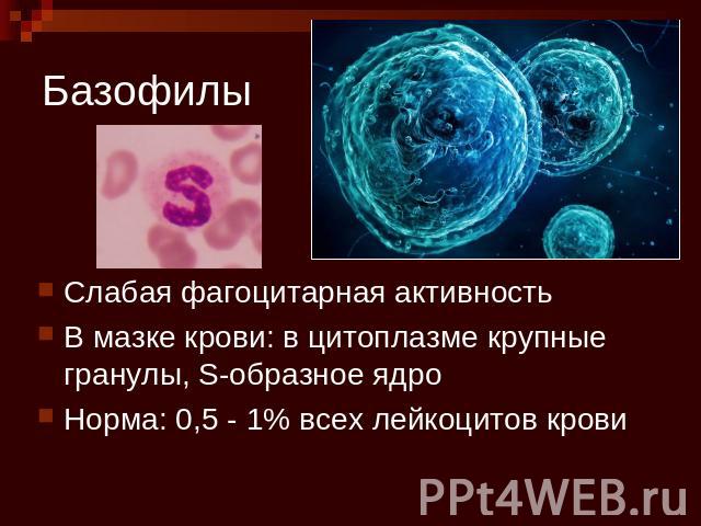 Базофилы Слабая фагоцитарная активностьВ мазке крови: в цитоплазме крупные гранулы, S-образное ядроНорма: 0,5 - 1% всех лейкоцитов крови