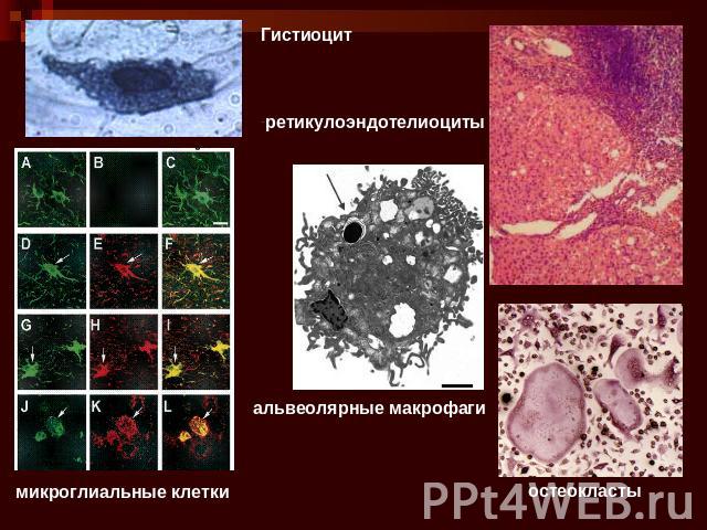 Гистиоцит ретикулоэндотелиоциты альвеолярные макрофаги микроглиальные клетки остеокласты