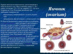 Яичник (ovarium) Парная женская половая железа, расположенная в области малого т