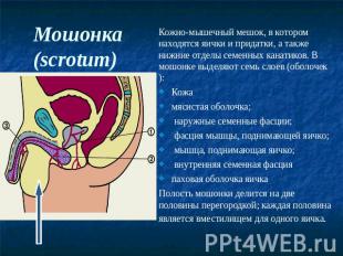 Мошонка (scrotum) Кожно-мышечный мешок, в котором находятся яички и придатки, а