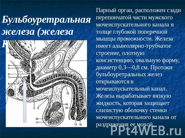 Бульбоуретральная железа (железа Купера) Парный орган, расположен сзади перепончатой части мужского мочеиспускательного канала в толще глубокой поперечной мышцы промежности. Железа имеет альвеолярно-трубчатое строение, плотную консистенцию, овальную…