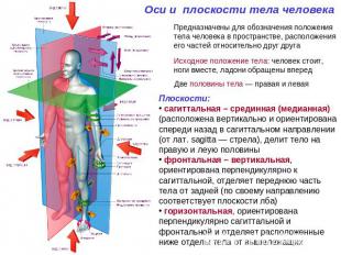 Оси и плоскости тела человека Предназначены для обозначения положения тела челов