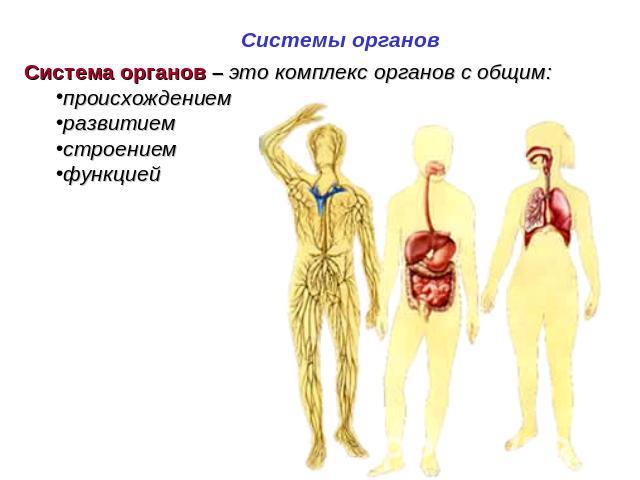 Системы органов Система органов – это комплекс органов с общим:происхождениемразвитиемстроениемфункцией
