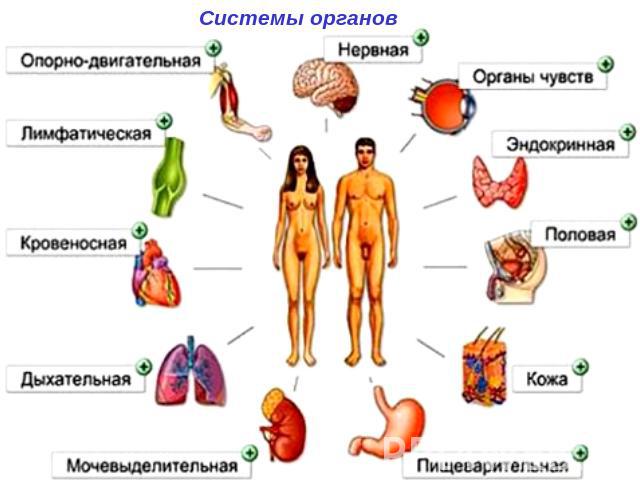Системы органов