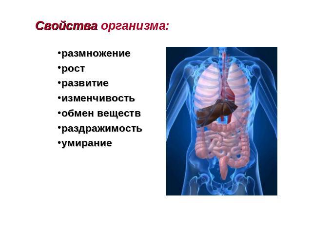 Положение органов человека фото с описанием