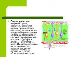 Рецепторные, или нейросенсорные, обонятельные клетки (cellulae neurosensoriae ol