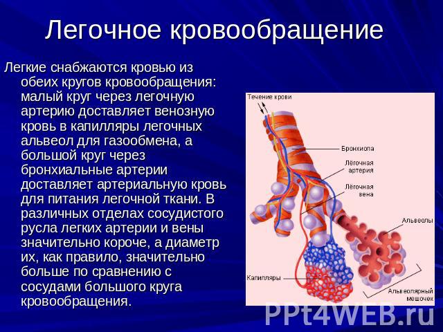 Легочное кровообращение Легкие снабжаются кровью из обеих кругов кровообращения: малый круг через легочную артерию доставляет венозную кровь в капилляры легочных альвеол для газообмена, а большой круг через бронхиальные артерии доставляет артериальн…