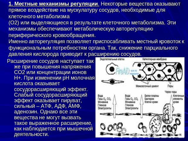 1. Местные механизмы регуляции. Некоторые вещества оказывают прямое воздействие на мускулатуру сосудов, необходимые для клеточного метаболизма(О2) или выделяющиеся в результате клеточного метаболизма. Эти механизмы обеспечивают метаболическую авторе…