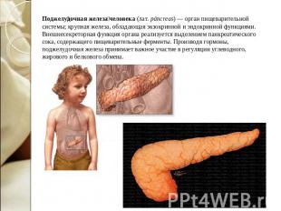 Поджелудочная железа человека (лат. páncreas) — орган пищеварительной системы; к