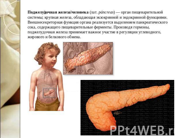 Поджелудочная железа человека (лат. páncreas) — орган пищеварительной системы; крупная железа, обладающая экзокринной и эндокринной функциями. Внешнесекреторная функция органа реализуется выделением панкреатического сока, содержащего пищеварительные…