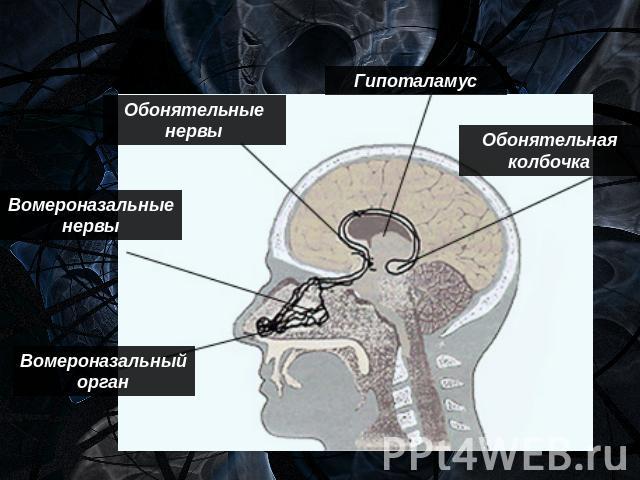 Вомероназальныйорган Вомероназальные нервы Обонятельные нервы Гипоталамус Обонятельная колбочка