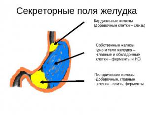 Секреторные поля желудка Кардиальные железы(добавочные клетки – слизь) Собственн