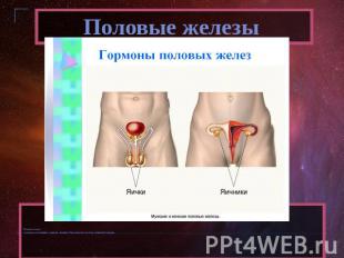 Половые железы Половые железы: у мужчин это семенники, у женщин – яичники. Они о