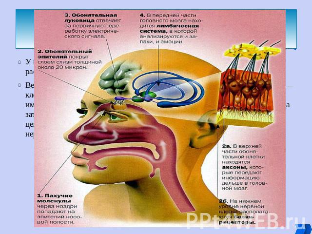 У позвоночных органом обоняния является обонятельный эпителий, расположенный в носовой полости на верхней носовой раковине. Вещества, попадающие на поверхности специализированных рецепторов — клеток обонятельного эпителия, вызывают их возбуждение. Н…