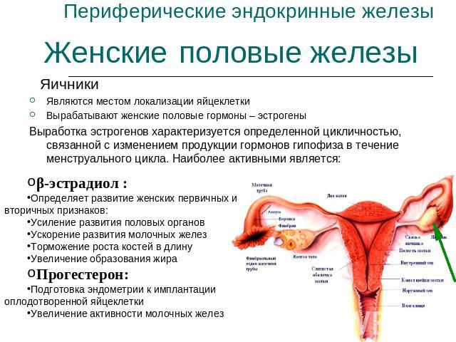 Периферические эндокринные железы Женские половые железы ЯичникиЯвляются местом локализации яйцеклеткиВырабатывают женские половые гормоны – эстрогеныВыработка эстрогенов характеризуется определенной цикличностью, связанной с изменением продукции го…