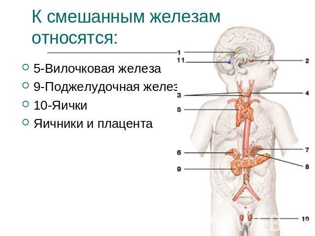 К смешанным железам относятся: 5-Вилочковая железа9-Поджелудочная железа10-ЯичкиЯичники и плацента