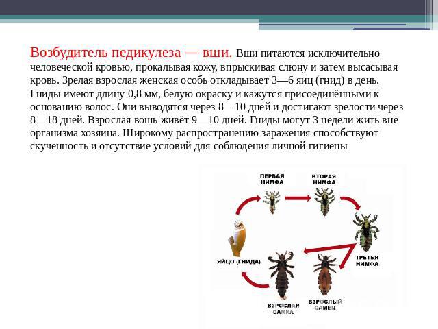 Возбудитель педикулеза — вши. Вши питаются исключительно человеческой кровью, прокалывая кожу, впрыскивая слюну и затем высасывая кровь. Зрелая взрослая женская особь откладывает 3—6 яиц (гнид) в день. Гниды имеют длину 0,8 мм, белую окраску и кажут…