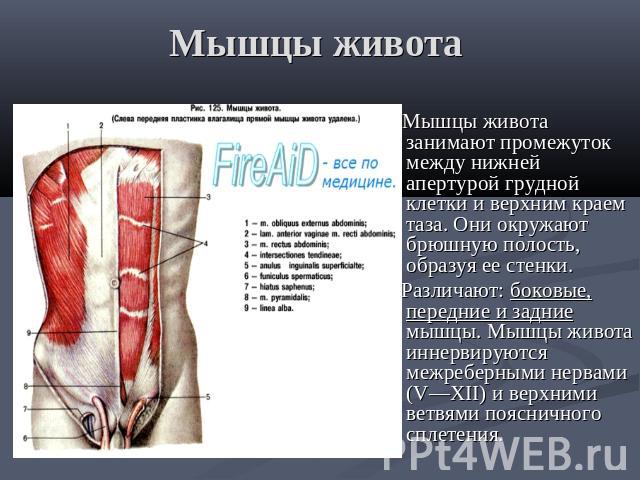 Мышцы живота Мышцы живота занимают промежуток между нижней апертурой грудной клетки и верхним краем таза. Они окружают брюшную полость, образуя ее стенки. Различают: боковые, передние и задние мышцы. Мышцы живота иннервируются межреберными нервами (…