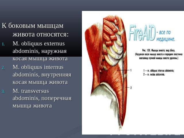 К боковым мышцам живота относятся:М. obliquus externus abdominis, наружная косая мышца животаM. obliquus internus abdominis, внутренняя косая мышца животаM. transversus abdominis, поперечная мышца живота