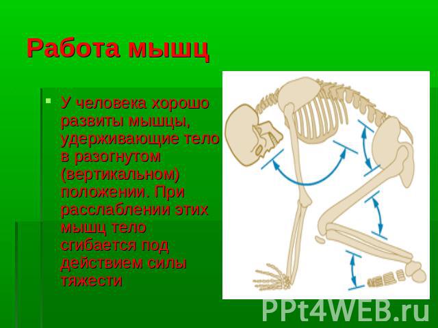 Работа мышц У человека хорошо развиты мышцы, удерживающие тело в разогнутом (вертикальном) положении. При расслаблении этих мышц тело сгибается под действием силы тяжести