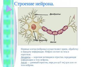 Строение нейрона. Нервные клетки (нейроны) осуществляют прием, обработку и перед