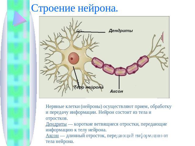 Строение нейрона. Нервные клетки (нейроны) осуществляют прием, обработку и передачу информации. Нейрон состоит из тела и отростков.Дендриты — короткие ветвящиеся отростки, передающие информацию к телу нейрона.Аксон — длинный отросток, передающий инф…
