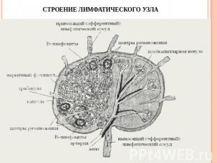 Строение лимфатического узла