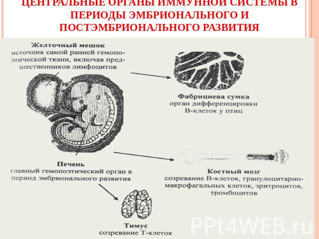 Центральные органы иммунной системы в периоды эмбрионального и постэмбрионального развития