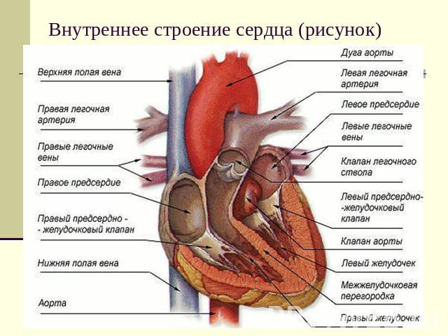 Внутреннее строение сердца (рисунок)