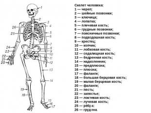 Скелет человека: 1 — череп;2 — шейные позвонки;3 — ключица; 4 — лопатка; 5 — пле