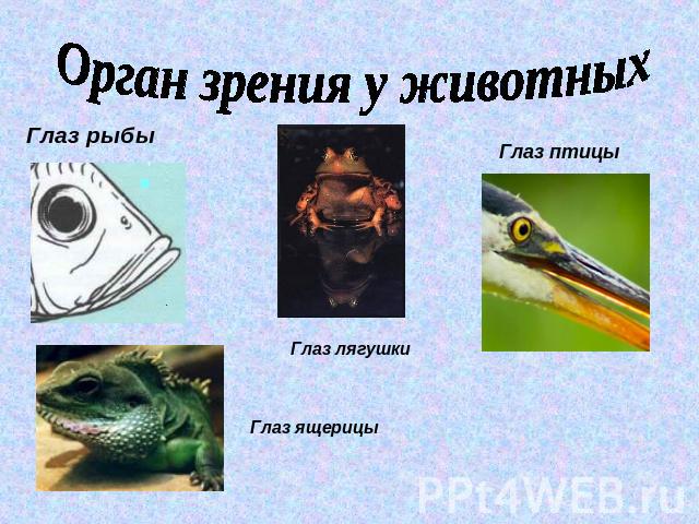 Орган зрения у животных Глаз рыбы Глаз лягушкиГлаз ящерицыГлаз птицы