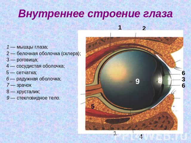 Внутреннее строение глаза 1 — мышцы глаза; 2 — белочная оболочка (склера); 3 — роговица; 4 — сосудистая оболочка; 5 — сетчатка; 6 — радужная оболочка; 7 — зрачок 8 — хрусталик; 9 — стекловидное тело.