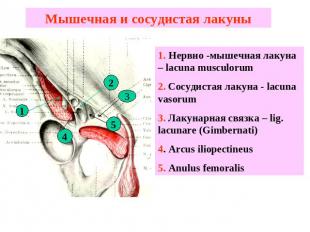 Мышечная и сосудистая лакуны 1. Нервно -мышечная лакуна – lacuna musculorum2. Со