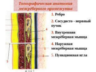 Топографическая анатомия межрёберного промежутка 1. Ребро2. Сосудисто - нервный
