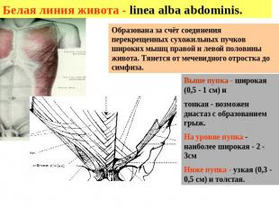 Белая линия живота - linea alba abdominis. Образована за счёт соединения перекре