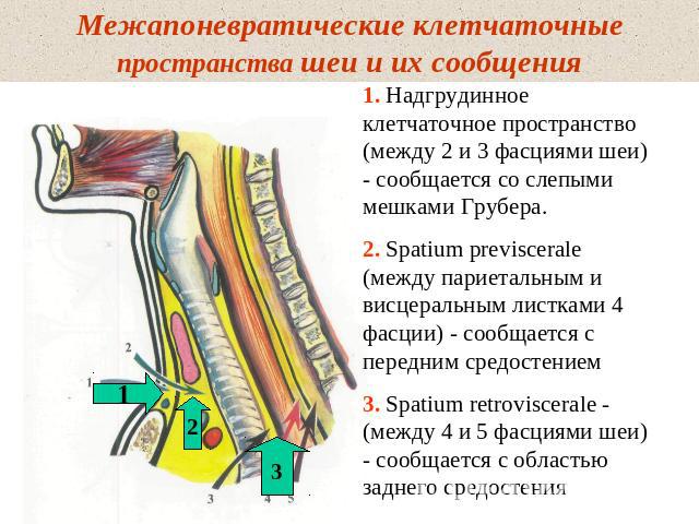 Межапоневратические клетчаточные пространства шеи и их сообщения 1. Надгрудинное клетчаточное пространство (между 2 и 3 фасциями шеи) - сообщается со слепыми мешками Грубера.2. Spatium previscerale (между париетальным и висцеральным листками 4 фасци…