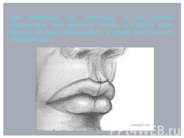 При рисовании губ действуют те же законы перспективы, при повороте головы в сторону одни мышцы губ будут уменьшаться, а другие выступать на передний план.
